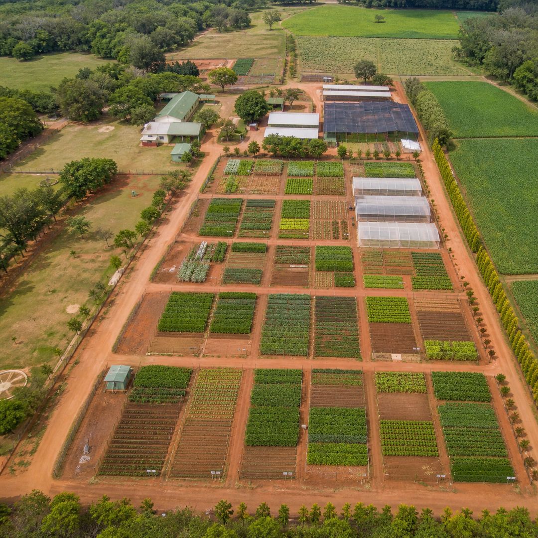 tecnologias em sementes de cenoura