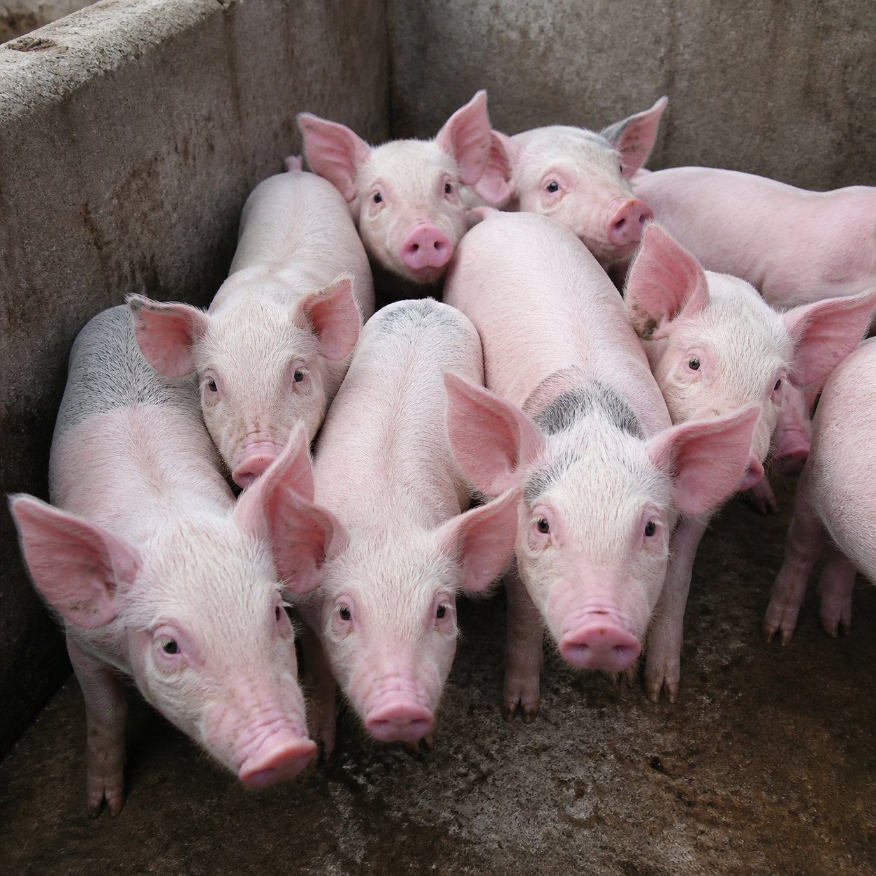 exportação de carne suína