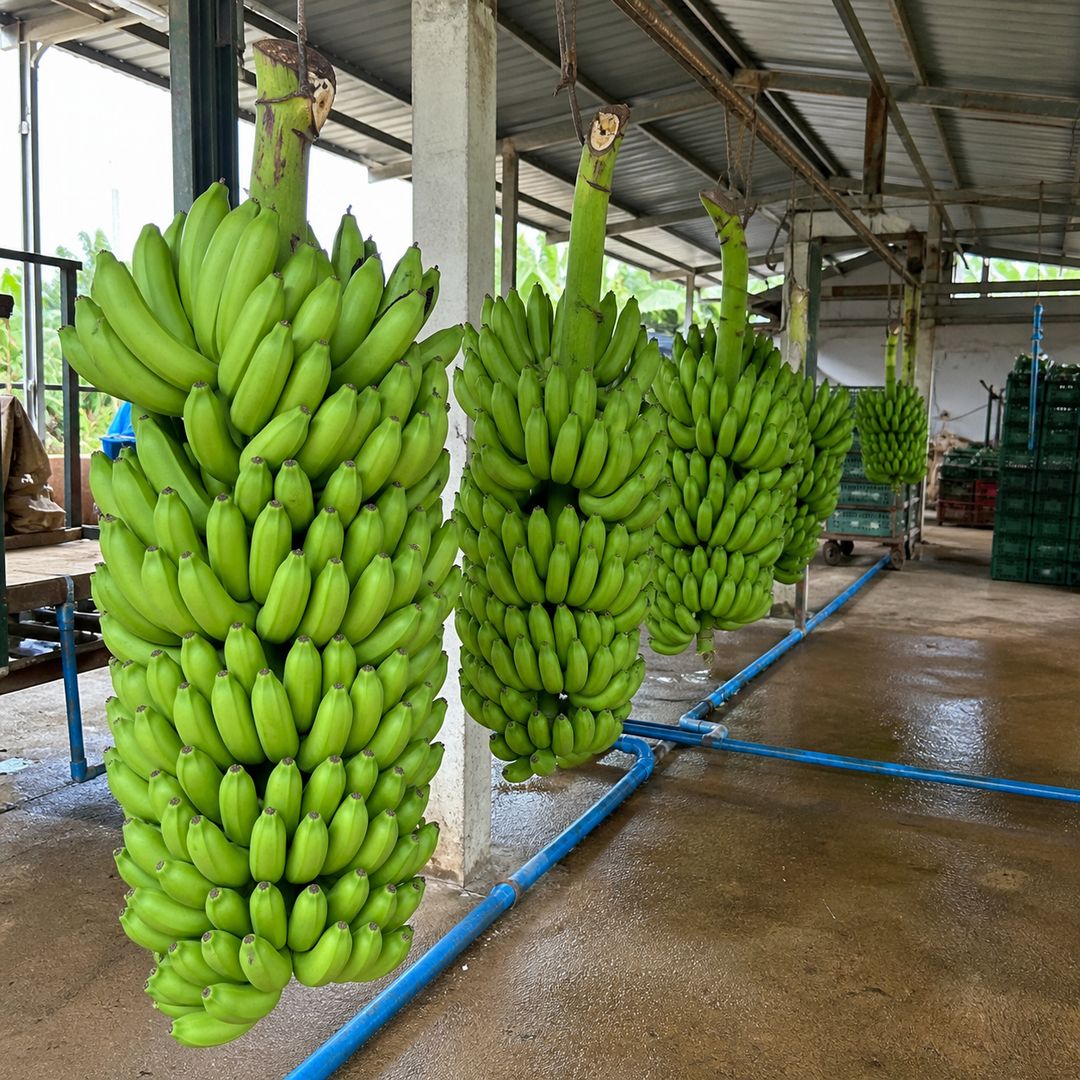 banana em Dom Aquino Mato Grosso
