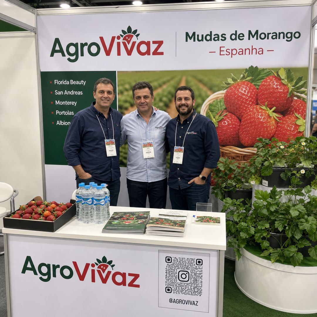 mudas de morango