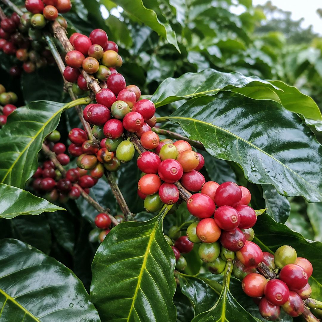 preços do café