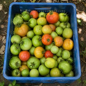 qualidade do tomate