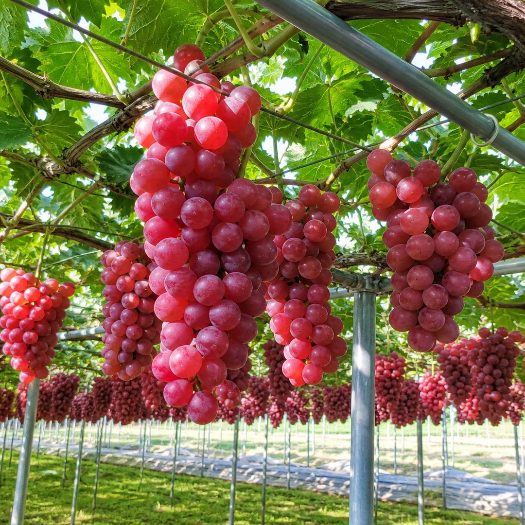 sistemas de condução para uvas de mesa